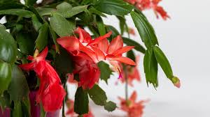 Rot Weihnachtskaktus Blumensamen zur Aussaat – lang Blüte Saison – Traditionssorte & ohne Gentechnik Samen Hausgarten