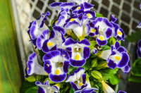 Lila Torenia Kauai Blumensamen zur Aussaat – robust Sorte – Traditionssorte & ohne Gentechnik Samen Hausgarten