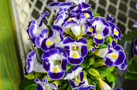 Lila Torenia Kauai Blumensamen zur Aussaat – robust Sorte – Traditionssorte & ohne Gentechnik Samen Hausgarten