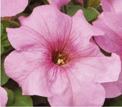 hell Rosa Petunie Blumensamen zur Aussaat leuchtend Traditionssorte & ohne Gentechnik Samen Hausgarten