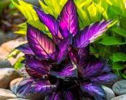 Lila Calathea Warscewiczii Blumensamen PlantingHeirloom & ohne Gentechnik Samen leuchtend