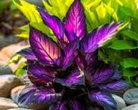 Lila Calathea Warscewiczii Blumensamen PlantingHeirloom & ohne Gentechnik Samen leuchtend