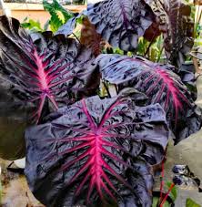 Schwarz Calathea Blumensamen zur Aussaat – lang Blüte Saison – Traditionssorte & ohne Gentechnik Samen Hausgarten