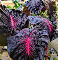 Schwarz Calathea Blumensamen zur Aussaat – lang Blüte Saison – Traditionssorte & ohne Gentechnik Samen Hausgarten