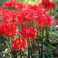Lycoris Blumensamen zur Aussaat – robust Sorte – Traditionssorte & ohne Gentechnik Samen Hausgarten