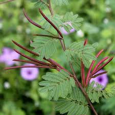 Mimosa pudica samen for anpflanzung: sensitive pflanze blume