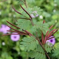 Mimosa pudica samen for anpflanzung: sensitive pflanze blume
