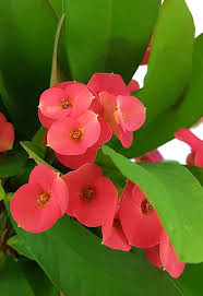 Gemischt Euphorbia Milii Hybrid Blumensamen zur Aussaat – hochwertige Qualitäts- – Traditionssorte & ohne Gentechnik Samen Hausgarten