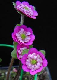 Rosa Weiß Hepatica Blumensamen zur Aussaat – robust Sorte – Traditionssorte & ohne Gentechnik Samen Hausgarten