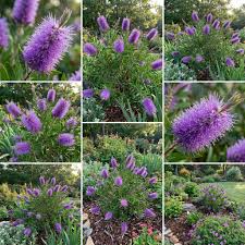 Lila Callistemon Blumensamen zur Aussaat pflegeleicht Traditionssorte & ohne Gentechnik Samen Hausgarten