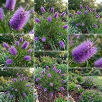 Lila Callistemon Blumensamen zur Aussaat pflegeleicht Traditionssorte & ohne Gentechnik Samen Hausgarten