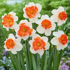 Thick Orange Weiß Daffodils Blumensamen zur Aussaat Anzucht Traditionssorte & ohne Gentechnik Samen Hausgarten