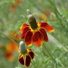 Mexican Hat Wildblume Samen zur Aussaat – hochwertige Qualitäts- – Traditionssorte & ohne Gentechnik Samen Hausgarten
