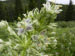 Grün Gentian Blumensamen zur Aussaat leuchtend Traditionssorte & ohne Gentechnik Samen Hausgarten