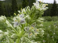 Grün Gentian Blumensamen zur Aussaat leuchtend Traditionssorte & ohne Gentechnik Samen Hausgarten