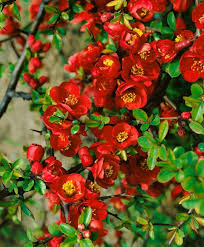 Rot Chaenomeles Japonica Blumensamen zur Aussaat – leuchtend Blüten – Traditionssorte & ohne Gentechnik Samen Hausgarten