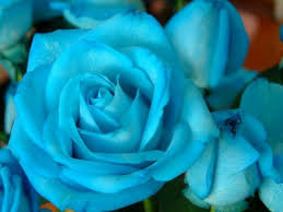 Himmelblau einzigartig Rose Blumensamen zur Aussaat Anzucht Traditionssorte & ohne Gentechnik Samen Hausgarten
