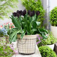 dunkel Khaki Tulpe Blumensamen zur Aussaat Garten beliebt Traditionssorte & ohne Gentechnik Samen Hausgarten