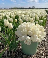 Weiß & grün tulip blume samen for anpflanzung