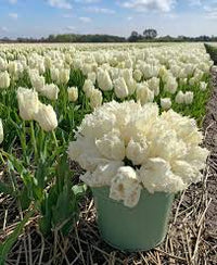 Weiß & grün tulip blume samen for anpflanzung