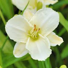 Weiß Hemerocallis Blumensamen zur Aussaat Wildblume Mischung Traditionssorte & ohne Gentechnik Samen Hausgarten