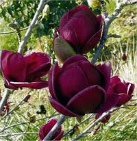 Yulan Magnolia Tulpe Blumensamen zur Aussaat – Bestäuber freundlich – Traditionssorte & ohne Gentechnik Samen Hausgarten