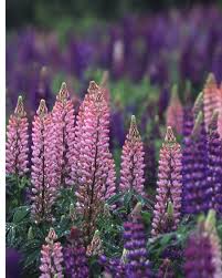Lila Lupine Blumensamen zur Aussaat – Halbschatten verträglich – Traditionssorte & ohne Gentechnik Samen Hausgarten