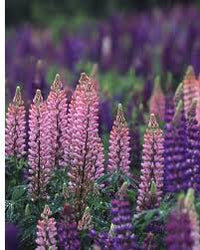 Lila Lupine Blumensamen zur Aussaat – Halbschatten verträglich – Traditionssorte & ohne Gentechnik Samen Hausgarten
