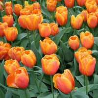 Orange Tulpe Blumensamen Halbschatten verträglich Traditionssorte & ohne Gentechnik Samen Hausgarten