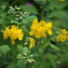 Gelb Chelidonium Blumensamen zur Aussaat – Halbschatten verträglich – Traditionssorte & ohne Gentechnik Samen Hausgarten