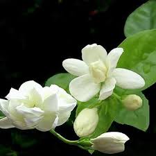 Jasmine Blumensamen zur Aussaat – farbenfroh Schau – Traditionssorte & ohne Gentechnik Samen Hausgarten