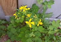 Gelb Chelidonium Blumensamen zur Aussaat – Halbschatten verträglich – Traditionssorte & ohne Gentechnik Samen Hausgarten