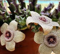 Stapelia Pulchella Succulent Blumensamen zur Aussaat – robust Sorte – Traditionssorte & ohne Gentechnik Samen Hausgarten