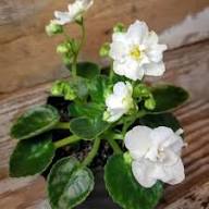 Weiß African Violett Blumensamen zur Aussaat – duftend Blüten – Traditionssorte & ohne Gentechnik Samen Hausgarten