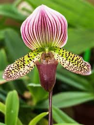 Slipper Orchidee Blumensamen zur Aussaat – ideal Rabatten – Traditionssorte & ohne Gentechnik Samen Hausgarten