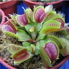 Grün Sundew Blumensamen zur Aussaat – kompakt Wuchs – Traditionssorte & ohne Gentechnik Samen Hausgarten