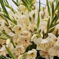 Creme Rosa Gladiole Blumensamen zur Aussaat duftend Blüten Traditionssorte & ohne Gentechnik Samen Hausgarten
