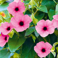 hell Rosa Thunbergia Blumensamen zur Aussaat saisonal Dauerblüher Traditionssorte & ohne Gentechnik Samen Hausgarten