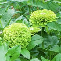 Lime Grün Mittagsgold Blumensamen zur Aussaat Schnitt Blume beliebt Traditionssorte & ohne Gentechnik Samen Hausgarten