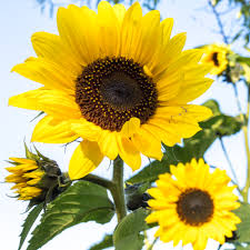 Semillas de girasol Henry Wild