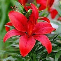 Rot Lilium Blumensamen zur Aussaat ideal Rabatten Traditionssorte & ohne Gentechnik Samen Hausgarten