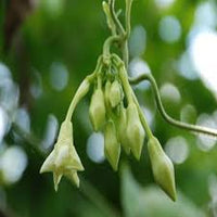 Loroco Blumensamen zur Aussaat – Halbschatten verträglich – Traditionssorte & ohne Gentechnik Samen Hausgarten