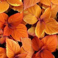 Orange Buntnessel Blumensamen zur Aussaat robust Sorte Traditionssorte & ohne Gentechnik Samen Hausgarten