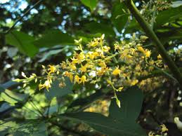 Gelb Hevea Brasiliensis Blumensamen zur Aussaat – kompakt Wuchs – Traditionssorte & ohne Gentechnik Samen Hausgarten