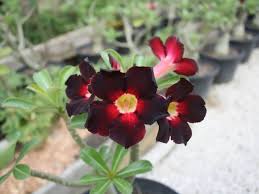 dunkel Rot Wüstenrose Obesum Samen Blumensamen zur Aussaat kompakt Wuchs Traditionssorte & ohne Gentechnik Samen Hausgarten