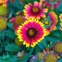 Gelb Rot Aristata Blumensamen zur Aussaat – ideal Rabatten – Traditionssorte & ohne Gentechnik Samen Hausgarten