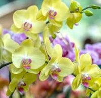 Rosa Gelb Schmetterlingsorchidee Orchidee Samen Blumensamen zur Aussaat hochwertige Qualitäts- Traditionssorte & ohne Gentechnik Samen Hausgarten