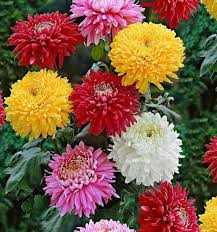 Chrysantheme Blumensamen zur Aussaat – Bestäuber freundlich – Traditionssorte & ohne Gentechnik Samen Hausgarten