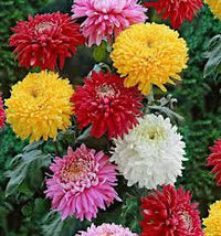 Chrysantheme Blumensamen zur Aussaat – Bestäuber freundlich – Traditionssorte & ohne Gentechnik Samen Hausgarten