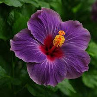 dunkel Lila Hibiskus Blumensamen zur Aussaat Bestäuber freundlich Traditionssorte & ohne Gentechnik Samen Hausgarten